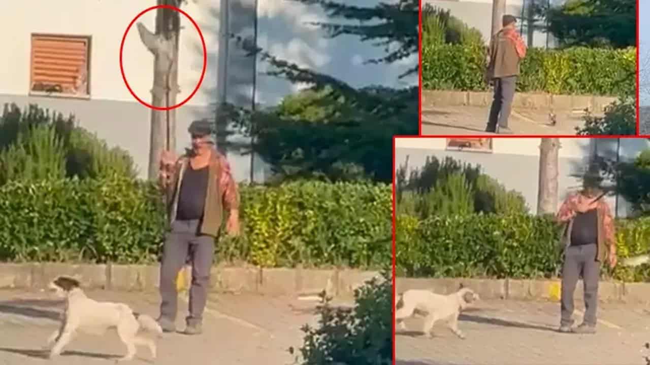 Canlı Güvercinle Av Köpeği Eğiten Kişiye Büyük Ceza